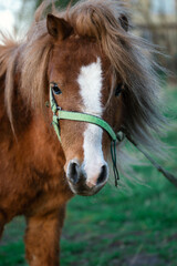 Obraz premium Portrait of an young beautiful male pony horse outdoors at countryside in spring