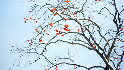 persimmon tree with winter snow