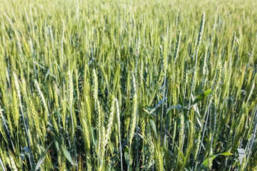 ears of green wheat close up for the entire frame