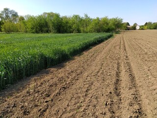 Plowed field with fertile land. Cornfield with wheat. Agricultural work on the ground. Rural...