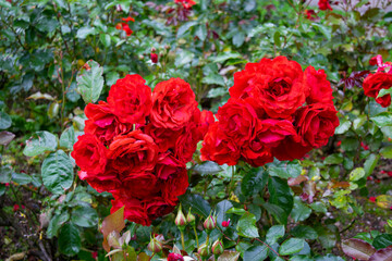 Full bunch of red garden roses