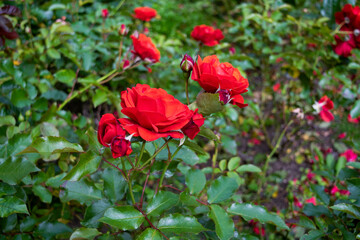Meadows of garden roses