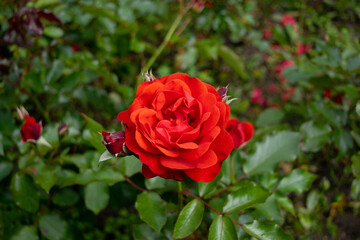 Precious single garden rose