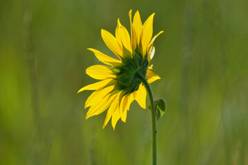 Wild yellow sunflower flower in bloom with backlit petals in meadow