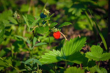 The wild strawberry bush in a forest. Red strawberries berry in wild meadow, close up.