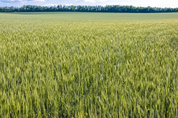 a field of green wheat against a blue sky close up for the entire frame