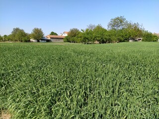 Wheat field close up. Green tall grass spike in the summer and sway in the wind. Intense green...