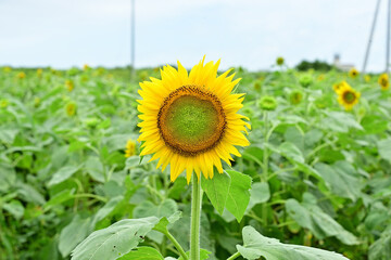 The sunflowers have become perfect for viewing