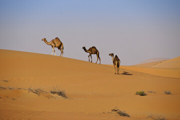 Fototapeta na wymiar Camels in Liwa sand dunes, Abu Dhabi, United Arab Emirates