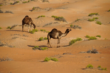Camels in Liwa sand dunes, Abu Dhabi, United Arab Emirates