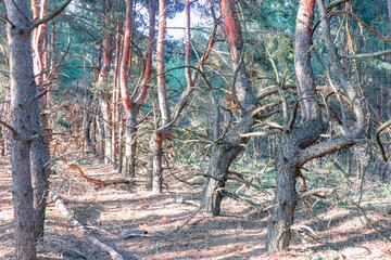 old pine forest. fancy shapes of old trees
