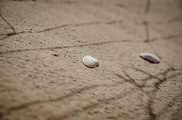 
seashells on the beach