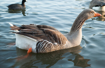 duck bird pond geese chicken