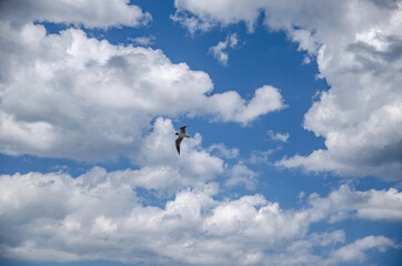 
seagull in the sky