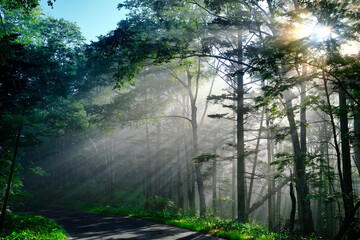 朝霧の森