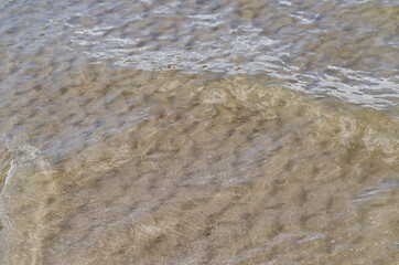 
sea ​​waves on the beach