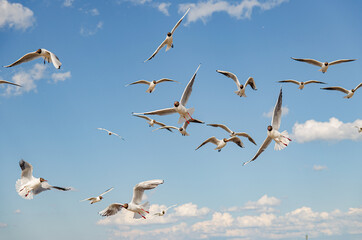 
seagulls flying over the beach by the sea