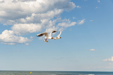 
seagulls flying over the beach by the sea