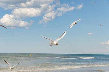 
seagulls flying over the beach by the sea