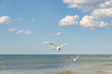 
seagulls flying over the beach by the sea