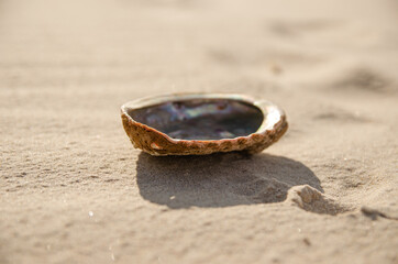 
seashell on the beach