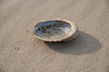 
seashell on the beach