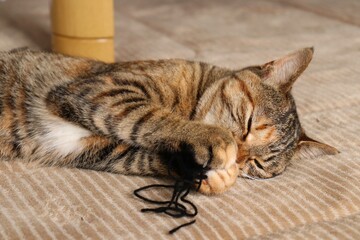 Naklejka na ściany i meble Young tabby cat lies on a rug in room, holding and biting yarn ball. 