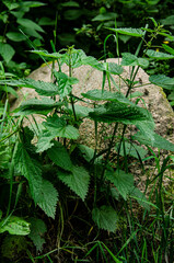 
green nettle