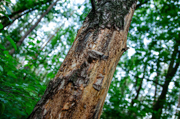 Obraz premium tree with bark beetles