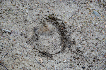 stamp in the mud