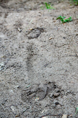 
footprint in the mud