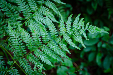 
fern leaf