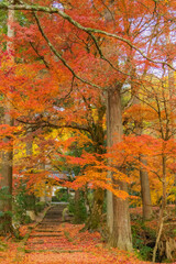 龍穏寺紅葉