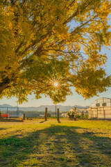 大和の大イチョウ