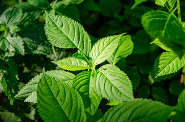 
green beautiful leaves