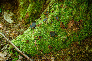 
broken tree overgrown with moss with mushrooms