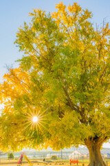 大和の大イチョウ