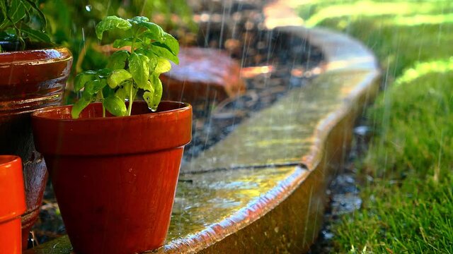 Basil plant in pot next to lawn getting wet from sprinklers