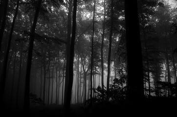 
dark black and white misty forest