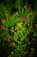 
wide angle with flowers