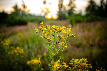 
a little yellow plant