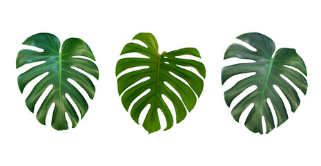 Tropical Monstera leaves isolated on white background. Tropical exotic foliage. © Suraphol