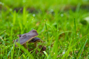 Obraz premium キノコ