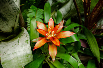 
strange red flower