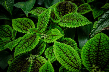 
hairy green leaves