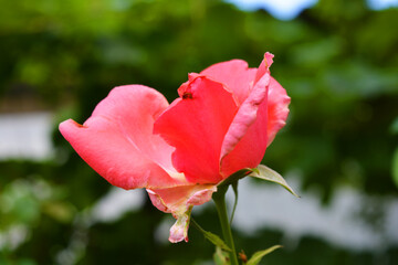 Green bushes and shoots of summer mature rose growing in the home garden.