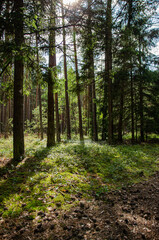 
coniferous forest with sunset