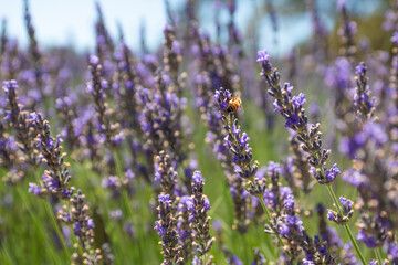 Obraz premium Lavender flowers and bees closeup. Sunny summer day, Lavender farm in California