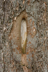 Tree trunk with a knot in the shape of a vagina. Vulva symbol