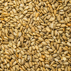 Sunflower Kernels Roasted Seeds Background. Selective focus.